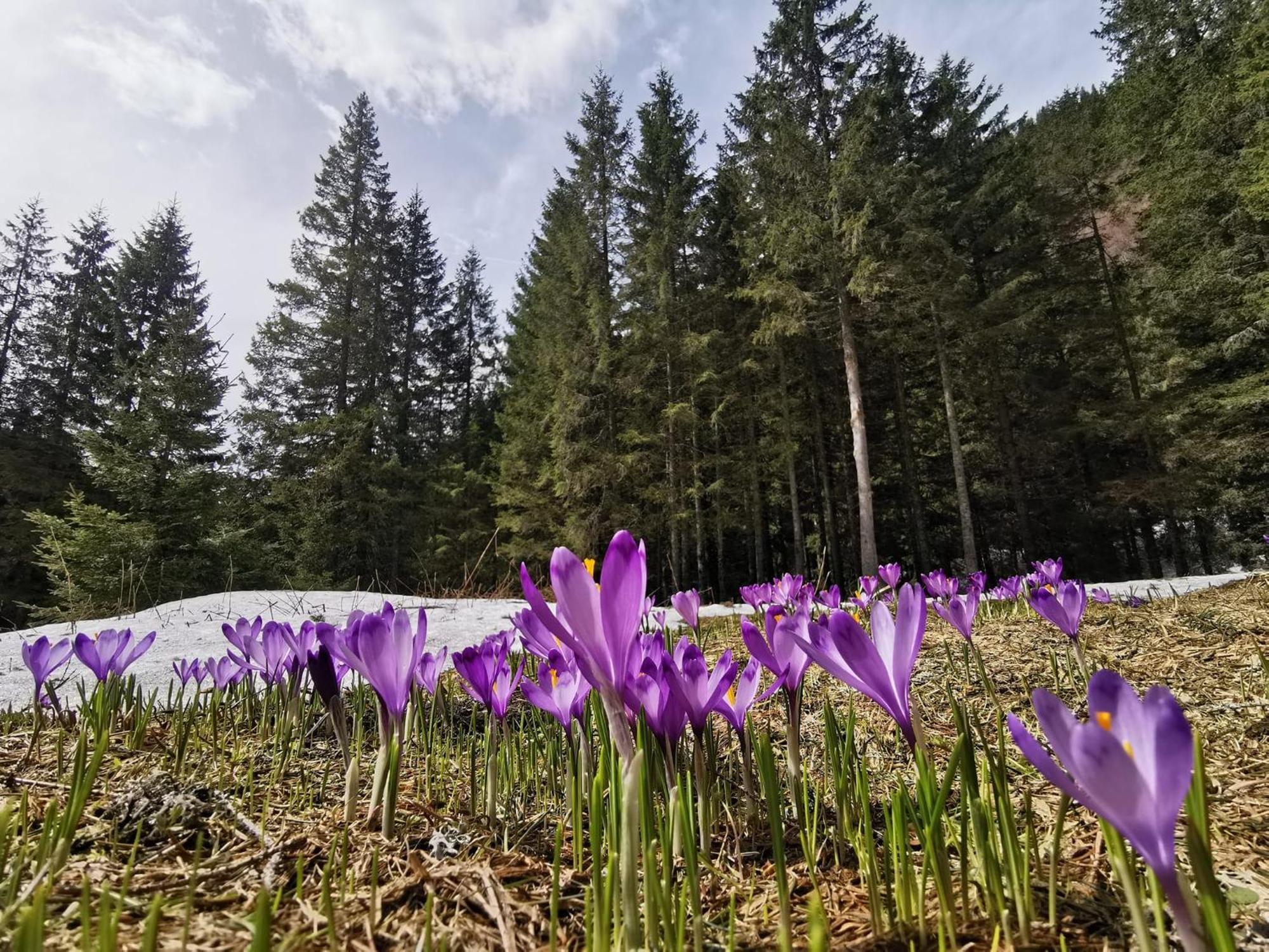 Cabana Conacul Ursului Cumpana  Экстерьер фото